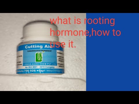 What is rooting hormone powder, how to use it. # Rooting hormone. - YouTube