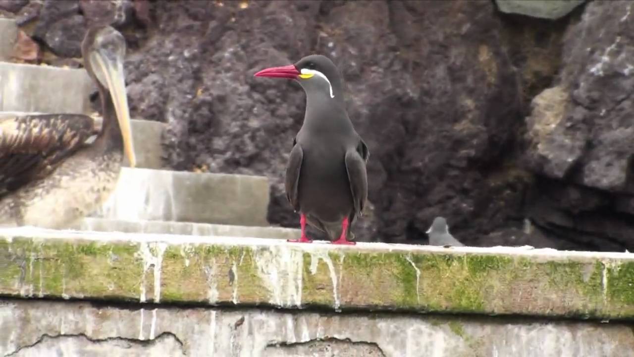Birds of Peru: Inca tern - (Larosterna Inca) Charran Inca