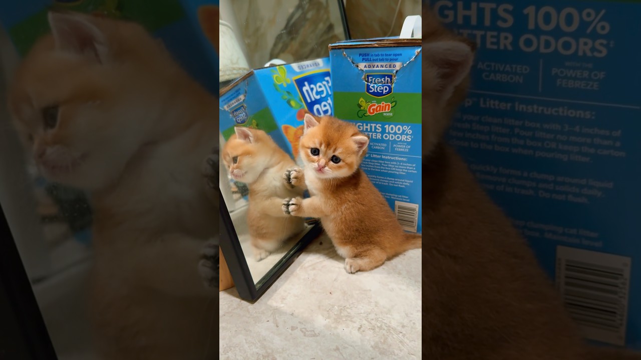 Video 11174981: adorable british kitten, beautiful british kitten, british funny kittens