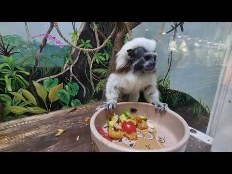 Cotton-top tamarin