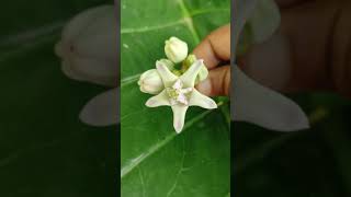 Calotropis gigantea Flowers - श्वेतार्क पुष्प / श्वेत मंदार / श्वेत अर्क फुल White Calotropis Flower