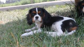 Playtime with cavalier King Charles Spaniel puppies