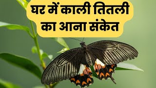 घर में काली तितली का आना संकेत जानें शुभ होता है या अशुभ - Ghar mein kali titli ka aana sanket