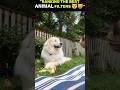 Animal Funny Face Filter 😂🐶🐱