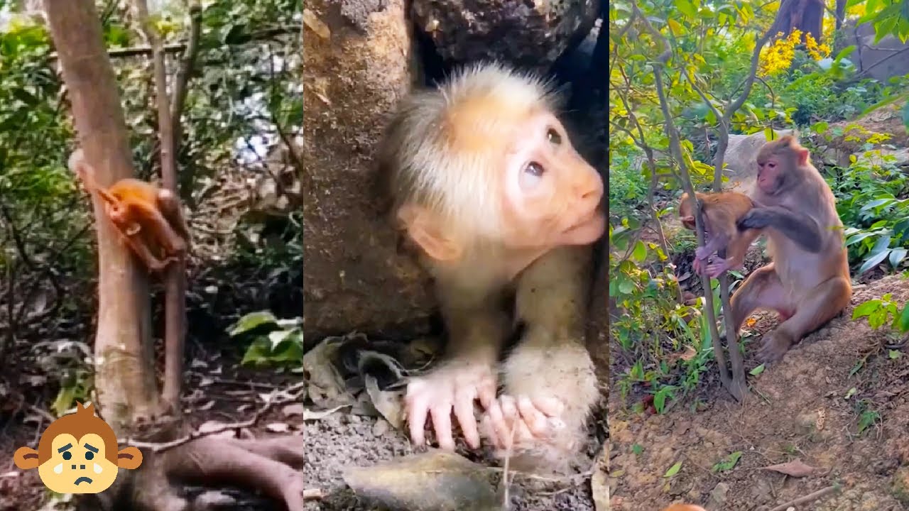Baby monkey trapped, mother monkey tries to find a way to save baby monkey out