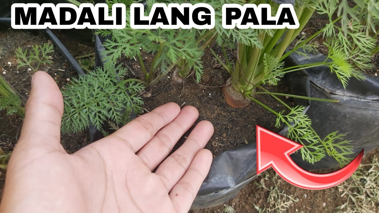 Paano mag tanim ng carrots sa bakuran