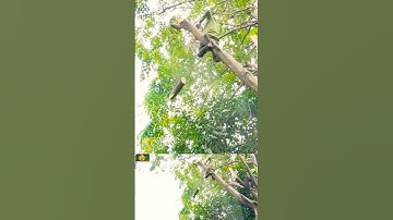 Woodworking project, giant tree felling skill technique #shortvideo #treecutting #chainsawman