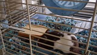 Refilling the food storage, Hamsters are cool. Happy Sunday ;)
