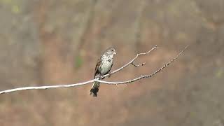 Fox Sparrow, singing male