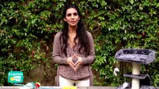 C'vos animaux - Quels jeux préfèrent les chats? screenshot 3