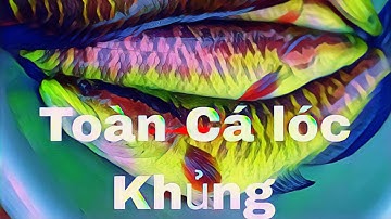 kích cá sau trận mưa lớn.cá nhiều vô kể.toàn cá lóc to.