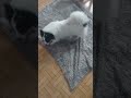 #chiwawwbittermood#petlovers #viralshort #subscribemychannel