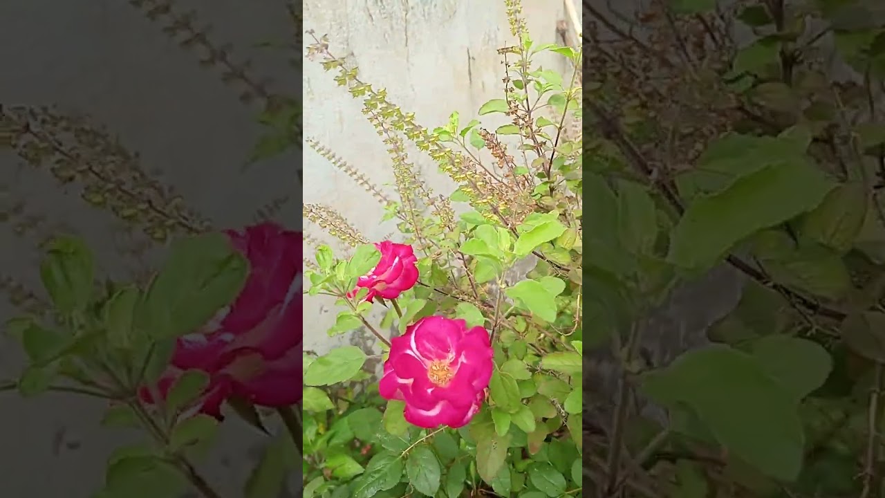 subscribe my channel friends support me 