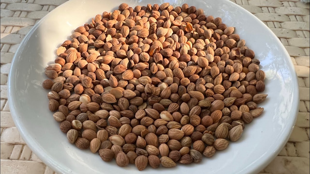 لو علمنا فوائد وقيمة هذه البذور لجميع أفراد الأسرة لذهبنا لشرائها من العطار اليوم قبل بكرة🙏نصيحة👌