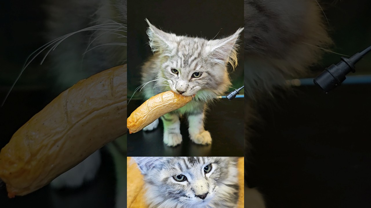 ASMR Mukbang Maine Coon Cat Eating Sausage 🐈 