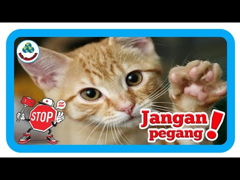 JANGAN MEMEGANG TELAPAK KAKI KUCING !!!