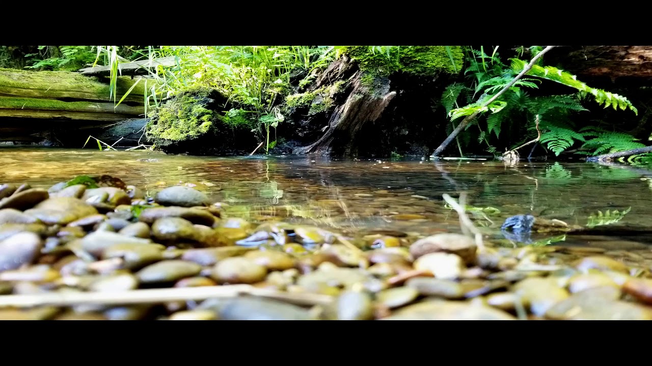 Gales Creek Morning - Timber, Oregon