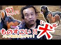 【パンク町田もビックリ?!】とにかくものすごい犬!【P1グランプリ】