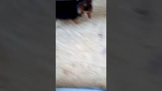 Мои питомцы!! Котёнок болеет(( Мои питомцы!! Котёнок болеет((