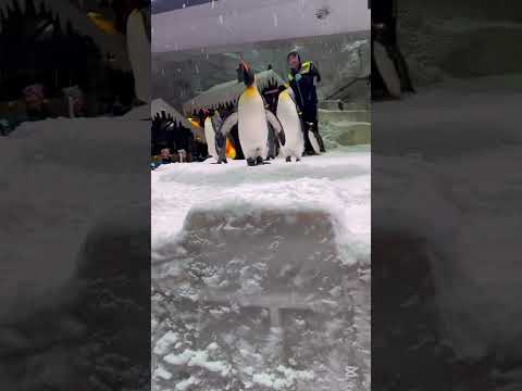 Ski Dubai penguin show and artificial snow ❄️