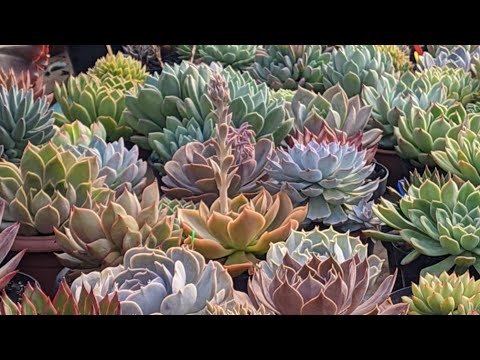 HOW ARE GIBIFLORAS, COMPACTS AND SEDUNS IN THE COLD?