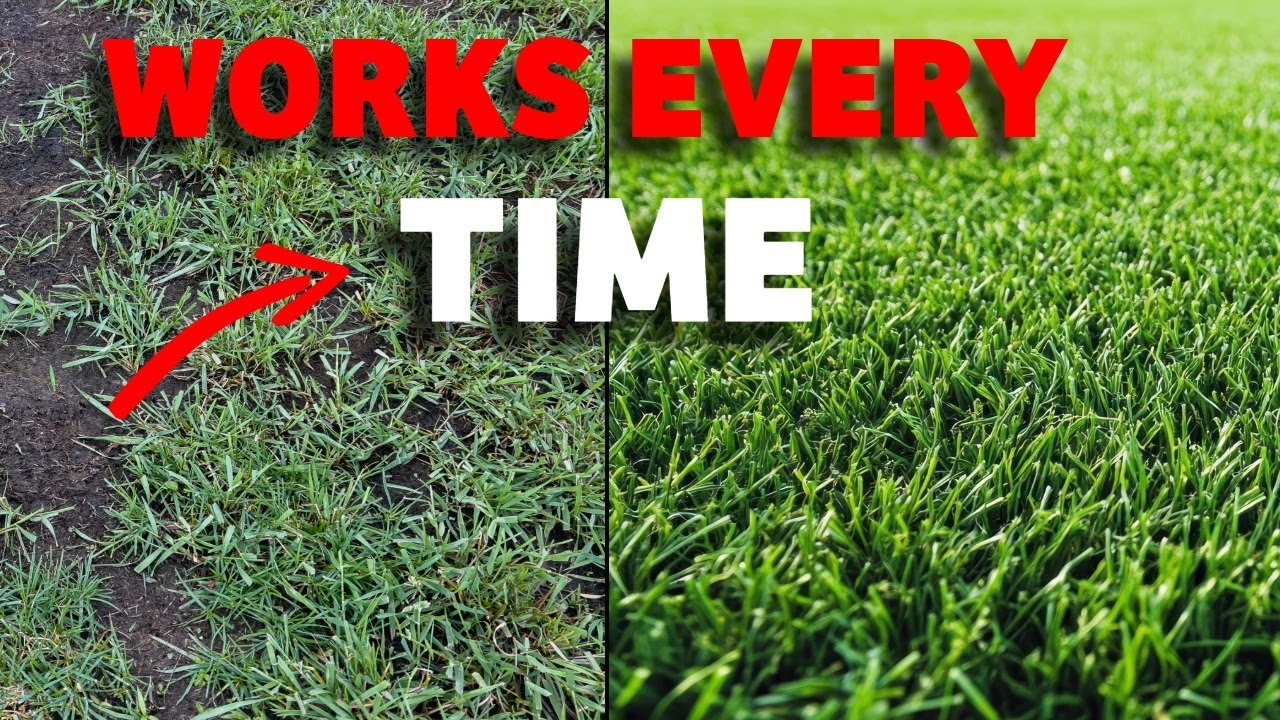 How to get a better lawn than 97.5% of EVERYONE else
