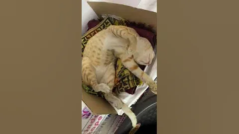 Video 4884511: cats catlovers catmeow, cats catlover kitten cute, cartoon meow cat sound, meowing cat sound funny, meow funny cats dancing, cat drawing cartoon