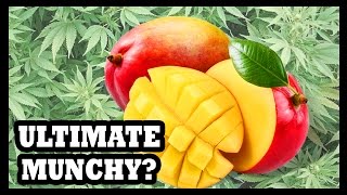 High and Hungry? Eat A Mango! - Food Feeder