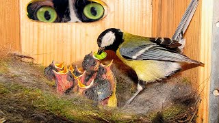 WE MADE A BIRD HOUSE WITH A CAMERA INSIDE