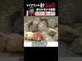 人間でも大ケガ！ヤマアラシの針攻撃の威力が分かるシーンをご覧ください！【どうぶつ奇想天外／WAKUWAKU】