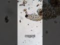 🌍 Уникальные Секреты Тихоходок 🐾 - Самые Выносливые Животные на Земле! 💪 #факты