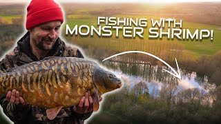 Spring Carp Fishing with Monster Shrimp | Oli Davies at Moor Lakes