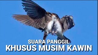 🔴PANGGIL SUPER JOSSS! SP. KHUSUS MUSIM KAWIN, SUARA WALET JAMAN CD