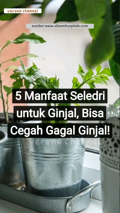 5 Manfaat Seledri Untuk Ginjal, Bisa Cegah Gagal Ginjal