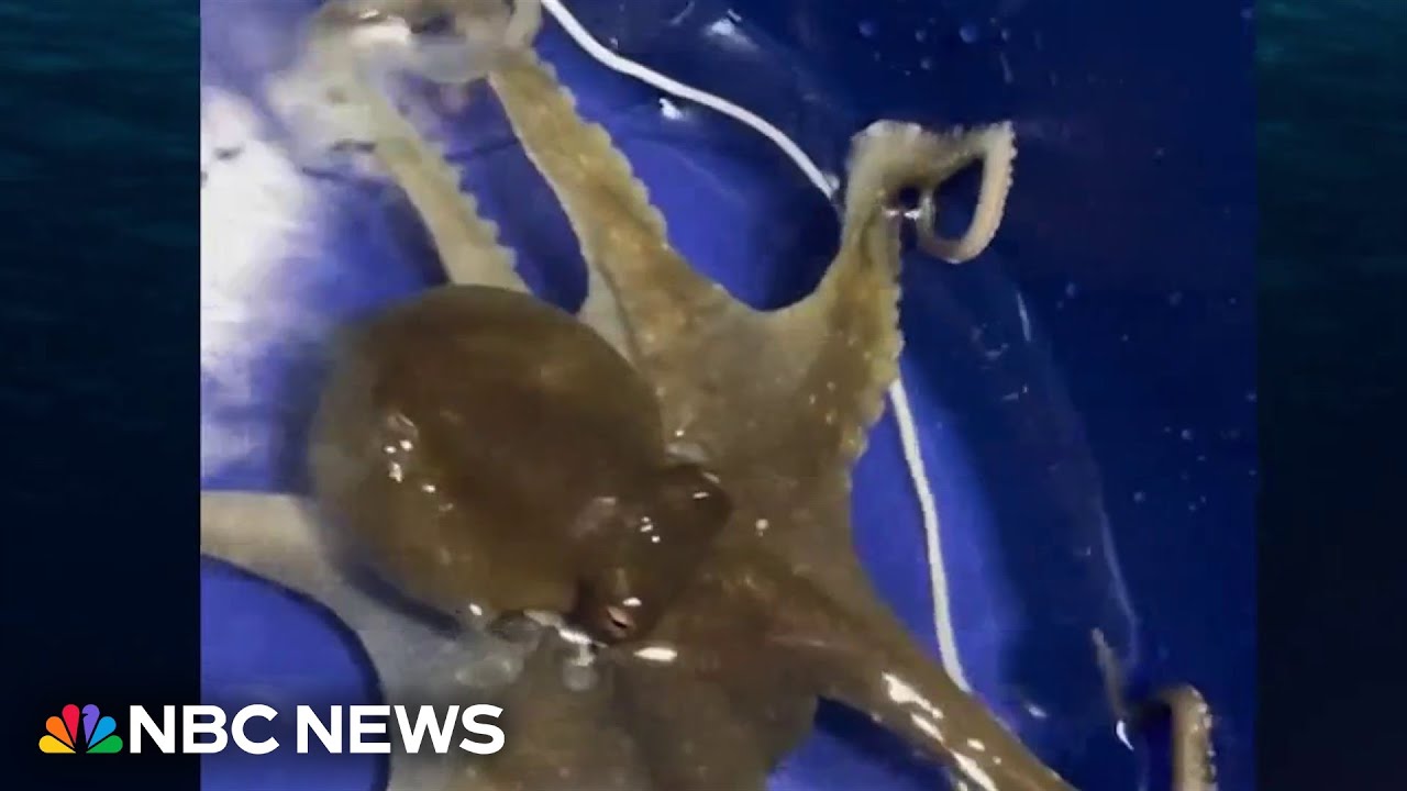 Family shares pet octopus journey on TikTok