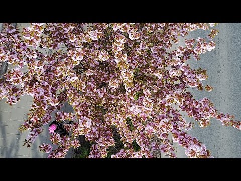 O Japonii: Sakury - japońskie wiśnie kwitną w Warszawie!