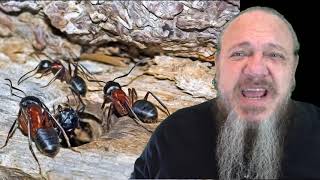 Dad Joke of the Day #1396 Carpenter Ants