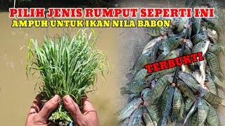 CARA MENCARI DAN PILIH RUMPUT UNTUK UMPAN NILA BABON‼️LANGSUNG TERBUKTI