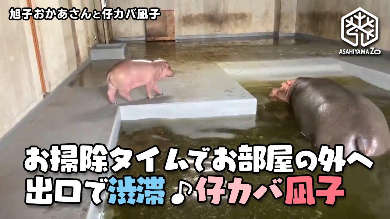 旭子と仔カバ凪子 お掃除タイムでお部屋の外へ 出口で渋滞 仔カバ凪子 旭山動物園 Youtube