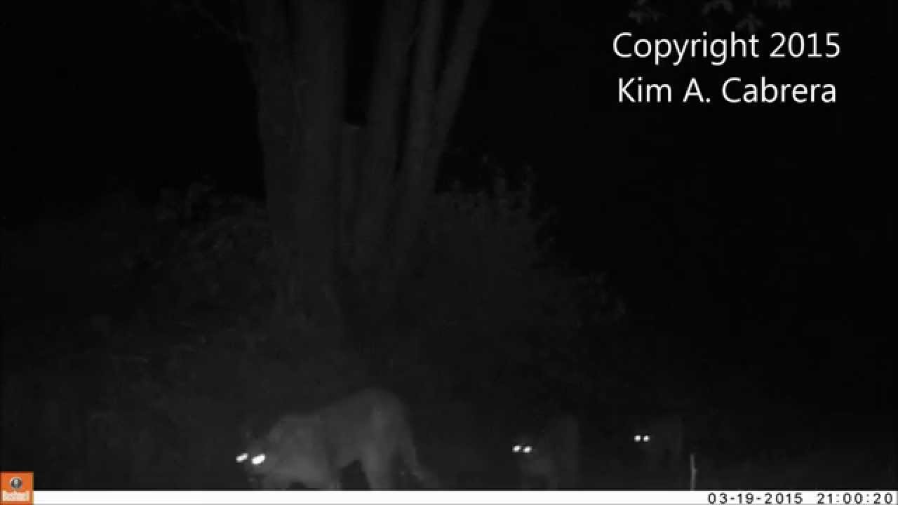 Mountain Lion Eyes In The Dark