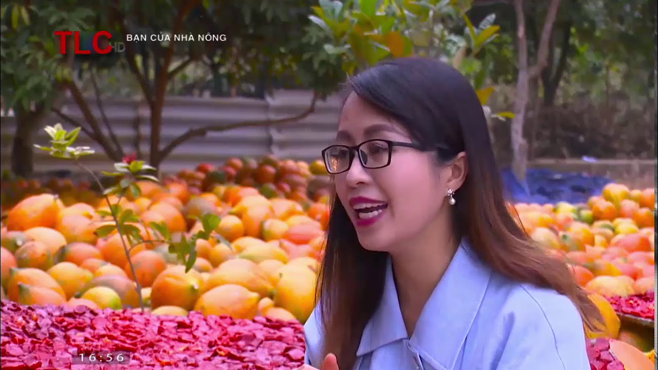 Thu tiền quanh năm nhờ trồng gấc