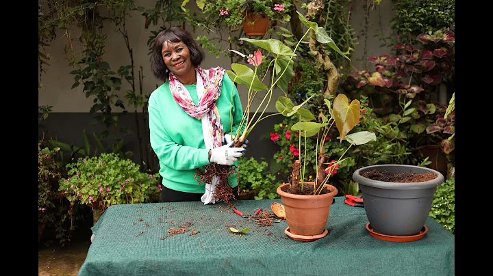 Anthurium - Flamingo Flower -Easy tips on Stem and "Pup" Propagation and Plant Care.