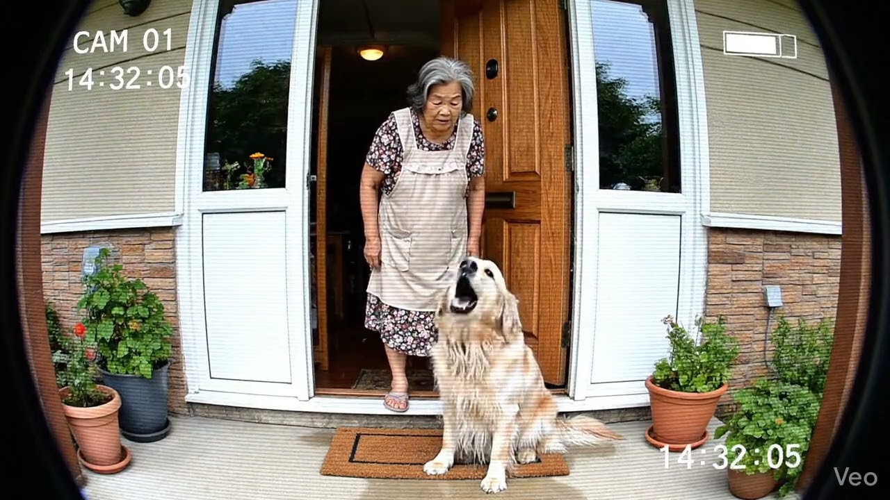 Dog splash water at old lady