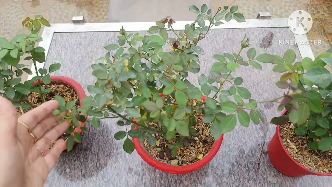 Rice husk me lage rose🌹plant ki update //#rice husk