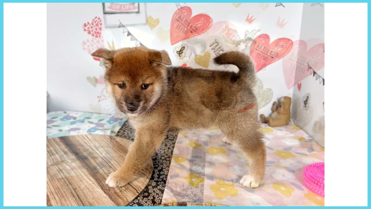 Coo&RIKU No.00758011 柴犬 - YouTube
