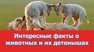 Интересные факты о животных и их детенышах