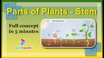 Class 6 Science Getting to Know Plants - Parts of Plants - Stem - LearnFatafat