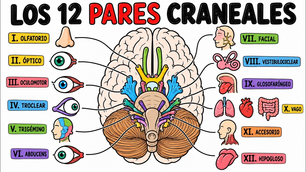 Los 12 Pares Craneales: Qué Hacen y Por Qué Importan (Explicado Fácil)