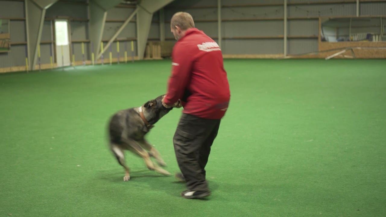 Nikoline og jeg om APPORT - www.godfamiliehund.dk
