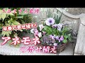 【アネモネの寄せ植え】おしゃれな鉢で春まで楽しもう！
